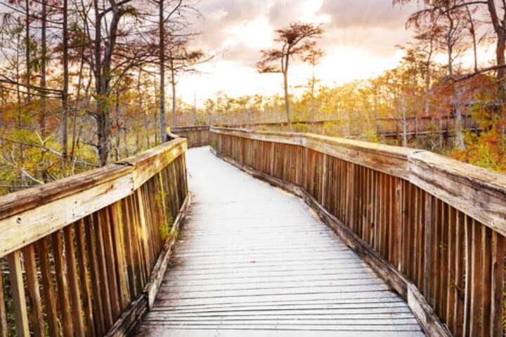Everglades Immersion Tour: Private Airboat & Cypress Swamp Walk