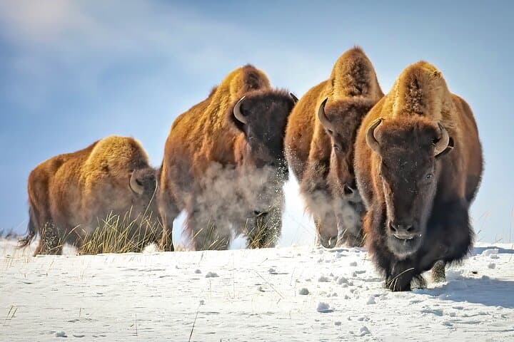 Immersive 4-Day Winter Wildlife Adventure in Grand Teton and Yellowstone National Parks photo 3
