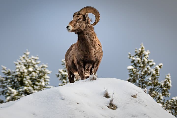 Immersive 4-Day Winter Wildlife Adventure in Grand Teton and Yellowstone National Parks photo 4