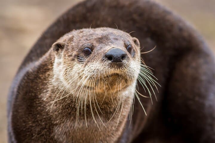 Immersive 4-Day Winter Wildlife Adventure in Grand Teton and Yellowstone National Parks photo 5