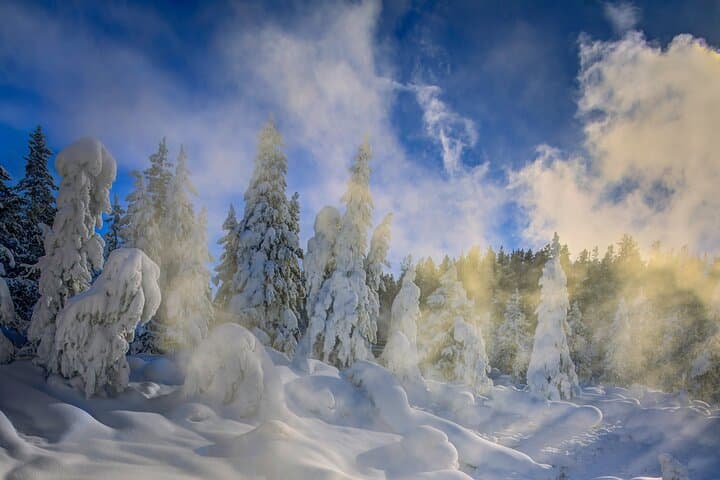 Immersive 4-Day Winter Wildlife Adventure in Grand Teton and Yellowstone National Parks photo 6