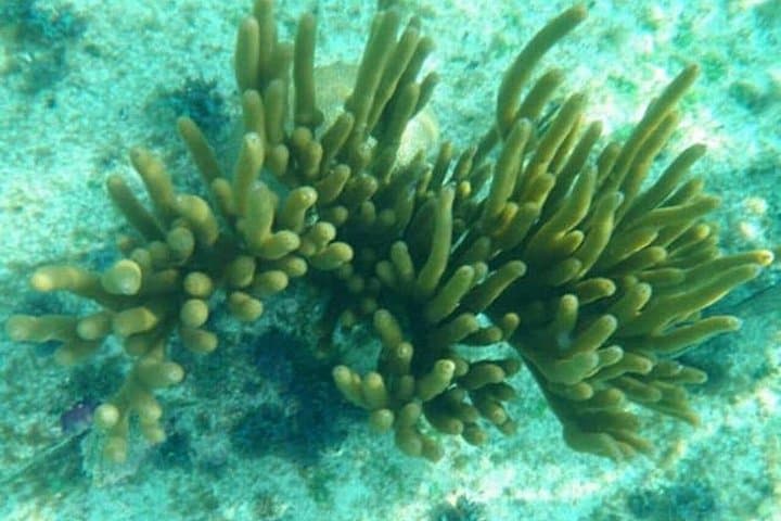 Glass-Bottom Boat Ride in Trincomalee: Coral Reefs & Sea Life Viewing photo 3