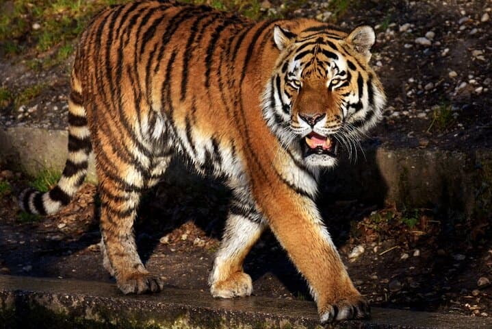 Ranthambore Tiger Safari: Full-Day Wildlife Drive from Jaipur