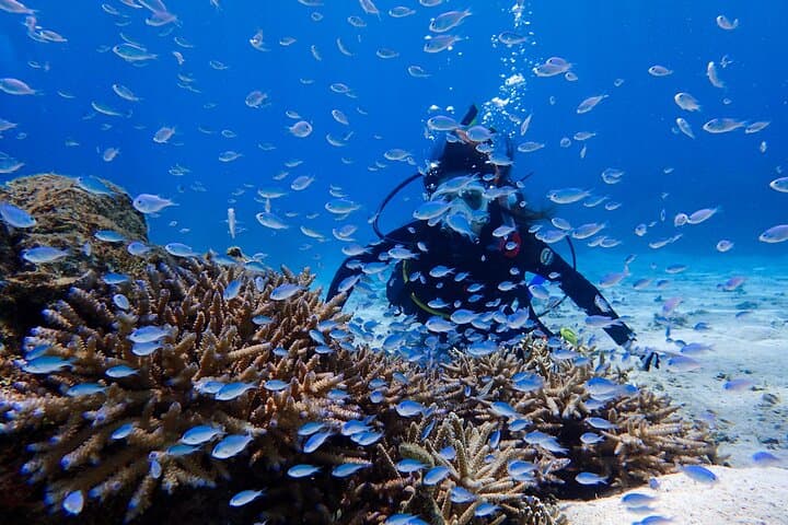 Okinawa Scuba Diving at Minna & Sesoko with Wagyu Lunch photo 3