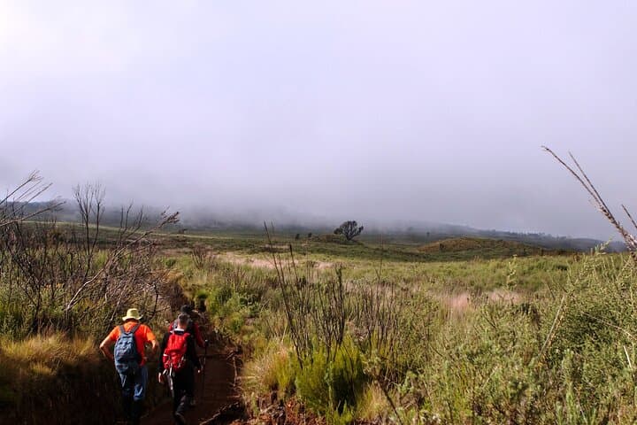 9-Day Lemosho Route via Northern Circuit — Kilimanjaro Summit Trek photo 3
