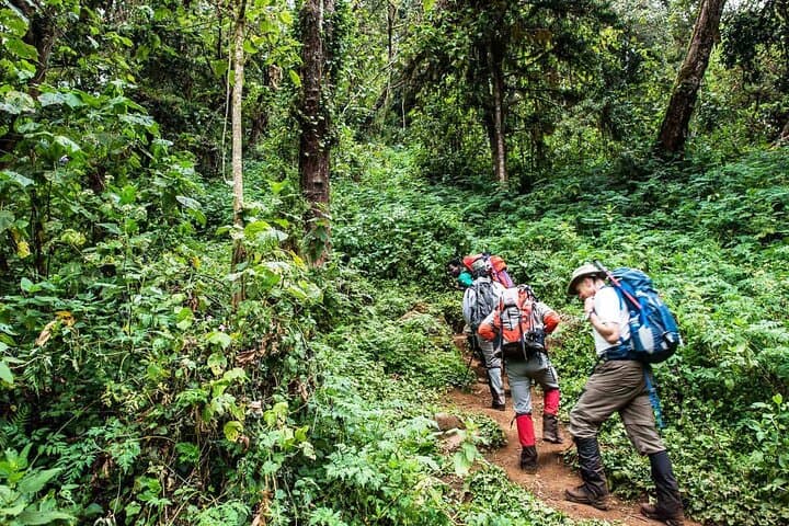 9-Day Lemosho Route via Northern Circuit — Kilimanjaro Summit Trek photo 2