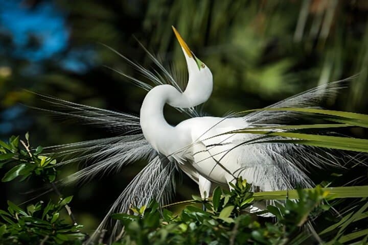 Everglades Immersion Tour: Private Airboat & Cypress Swamp Walk photo 2