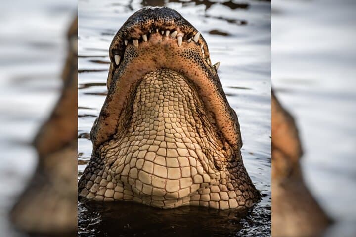 Everglades Immersion Tour: Private Airboat & Cypress Swamp Walk photo 3
