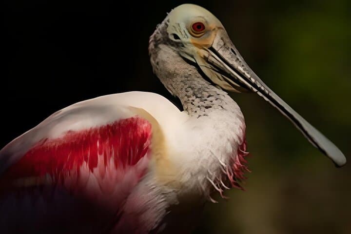 Everglades Immersion Tour: Private Airboat & Cypress Swamp Walk photo 5