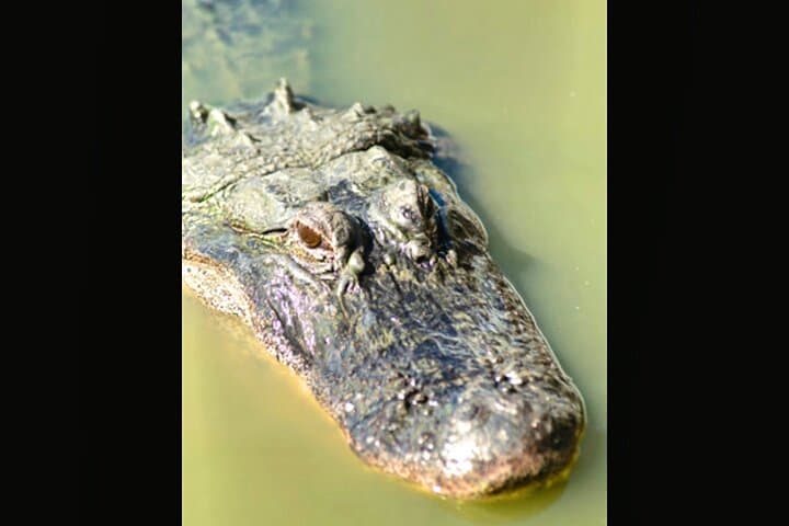 Everglades Immersion Tour: Private Airboat & Cypress Swamp Walk photo 6