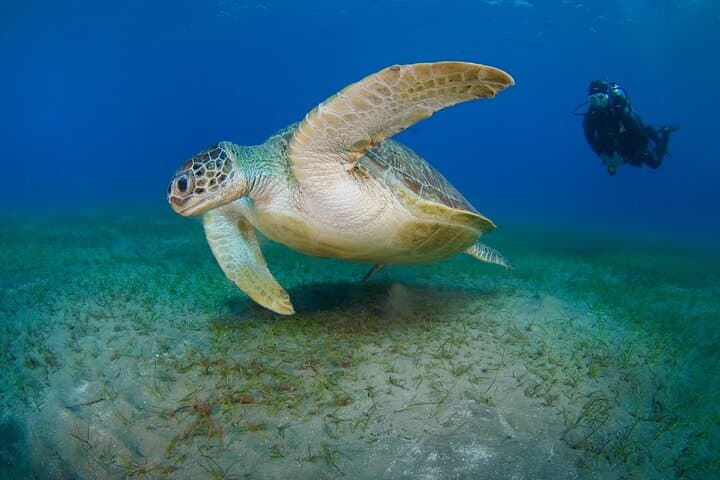 Discover Scuba Diving at MUSAN, Ayia Napa — Beginner 2‑Dive Experience photo 4