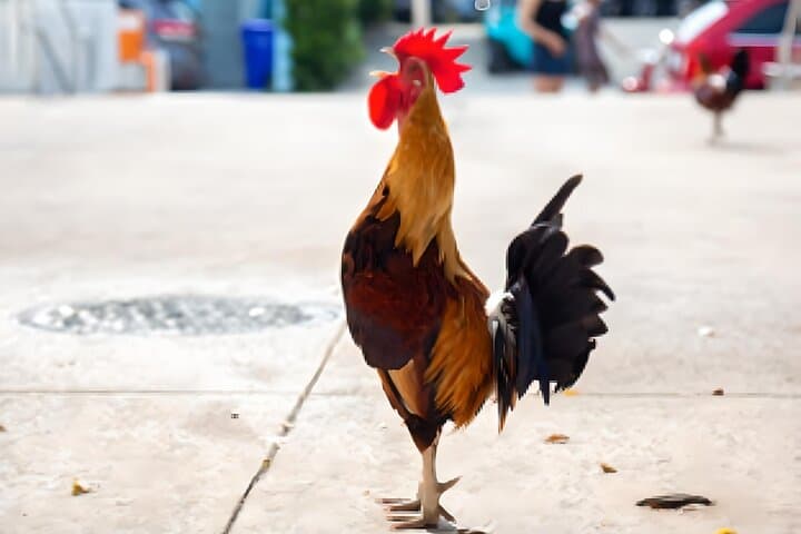 Experience Key West: Historic Sights, Ocean Views, and Island Vibes on a Private Tour photo 4