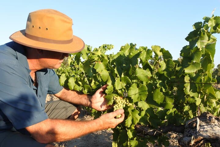 Private Swan Valley Wine Tour from Perth — 4-Winery Tasting Experience photo 2