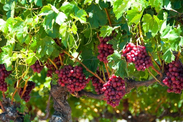 Private Swan Valley Wine Tour from Perth — 4-Winery Tasting Experience photo 3