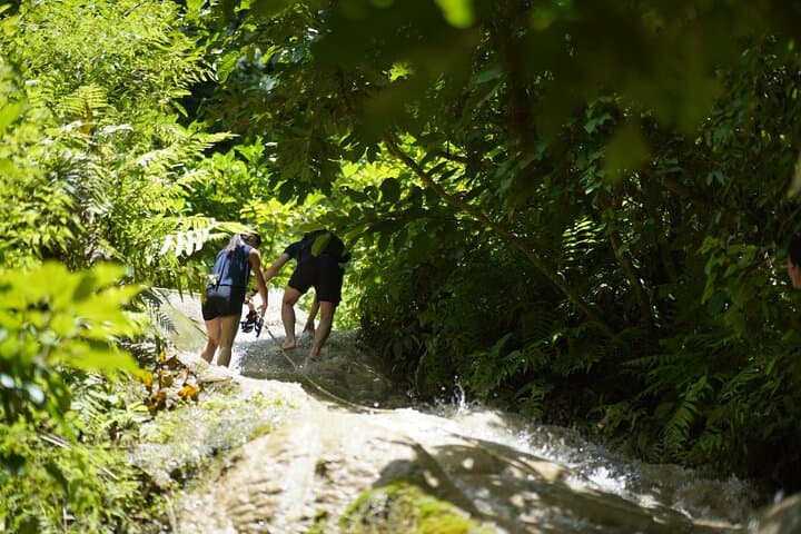Climb Chiang Mai's Sticky Waterfall: Bua Tong Adventure & Cave Tour photo 5