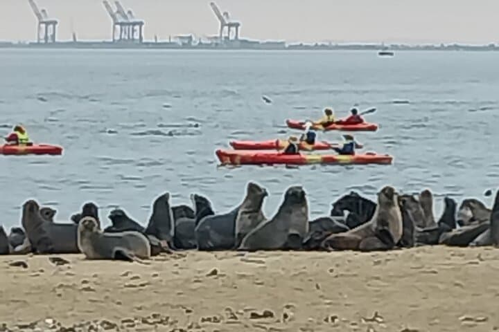 Seal Kayaking at Pelican Point — Kayak with Seals from Swakopmund photo 3