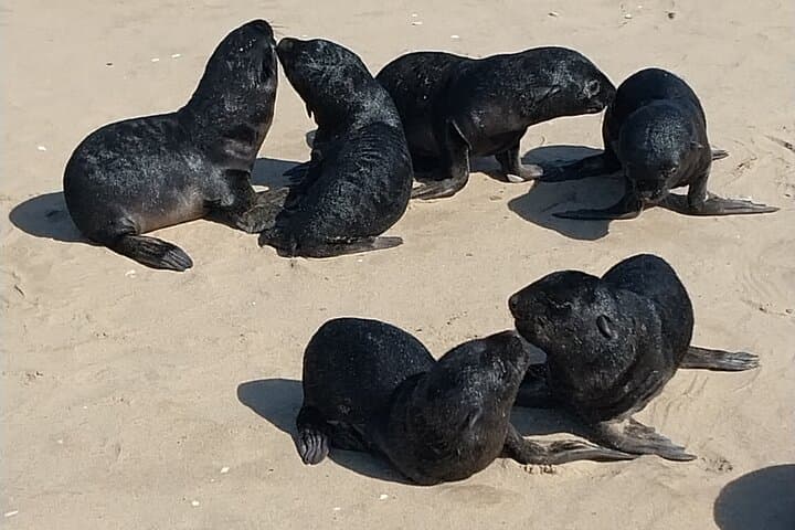 Seal Kayaking at Pelican Point — Kayak with Seals from Swakopmund photo 5