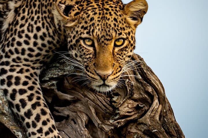 4-Day Safari through Tarangire, Serengeti & Ngorongoro Crater photo 4
