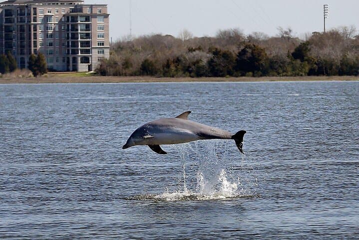 Private Morning Sail on Mystique — Charleston Dolphin Watching & Harbor History Cruise photo 2