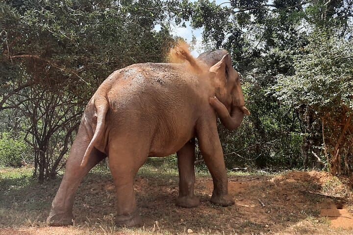 Yala Private Guided Safari — 4-Hour Leopard & Elephant Jeep Experience photo 2