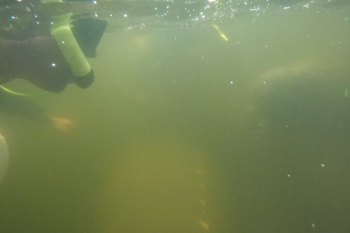 Crystal River Manatee Swim: An Intimate Wildlife Encounter in Florida’s King’s Bay photo 2