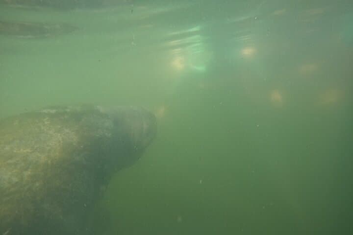 Crystal River Manatee Swim: An Intimate Wildlife Encounter in Florida’s King’s Bay photo 5