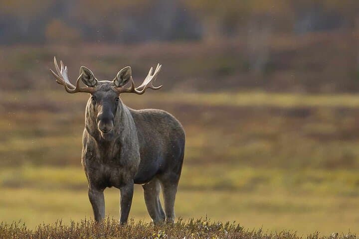Evening e-bike moose safari on Straumøya with Saltstraumen option