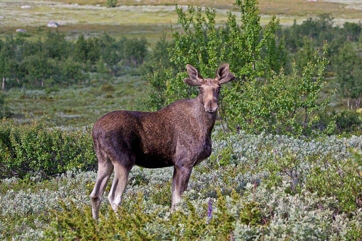 Evening e-bike moose safari on Straumøya with Saltstraumen option photo 2