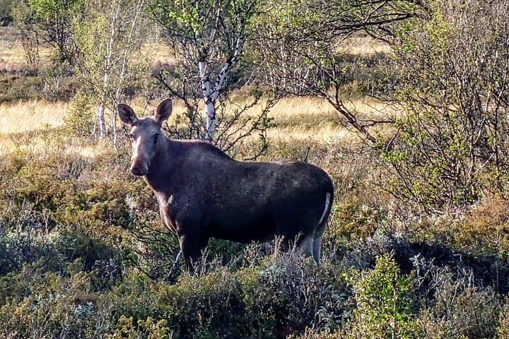 Evening e-bike moose safari on Straumøya with Saltstraumen option photo 3