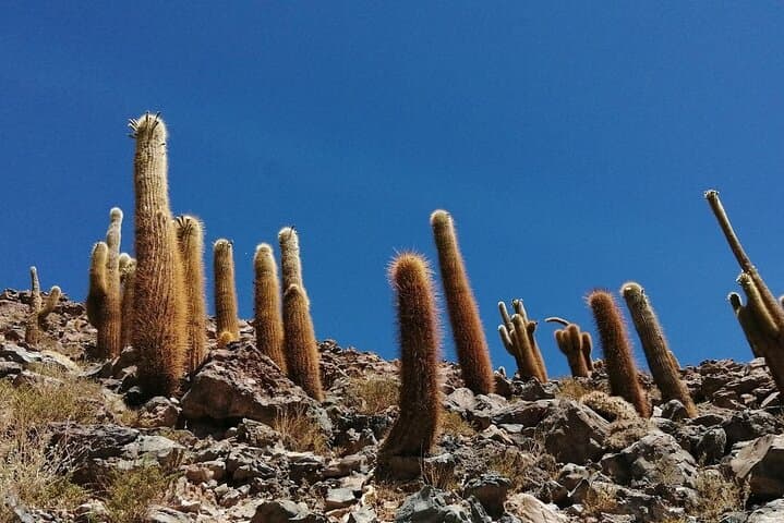 Puritama Canyon & Guatin Trekking — Canyon Walk, Hot Pools & Highland Culture from San Pedro de Atacama photo 5