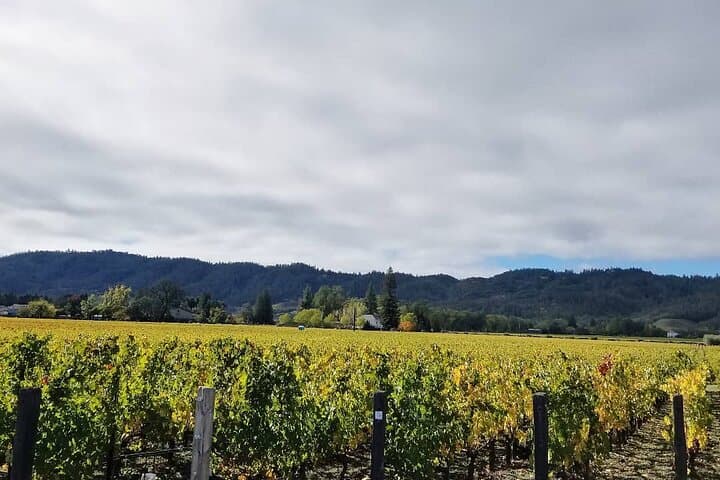 Private Napa Valley Wine Tour: Boutique Wineries, Winemakers & Hilltop Views photo 3