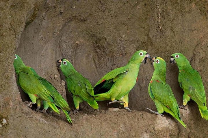 Tambopata Jungle Tour: 3-Day Amazon Garden Lodge & Lake Sandoval Adventure photo 3