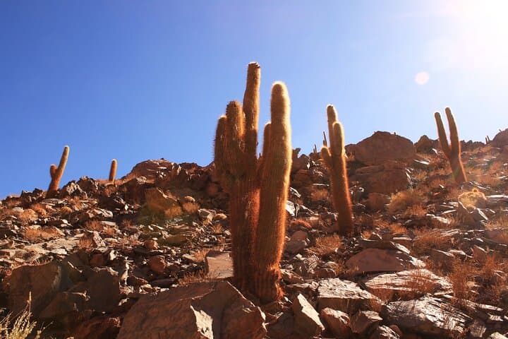 Hidden Waterfall Trekking Near San Pedro de Atacama — Vilama River Oasis