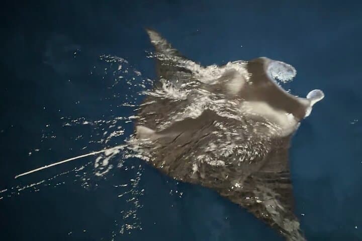 Kailua-Kona Manta Ray Night Snorkel: Guided Boat Trip to Swim with Mantàs photo 4