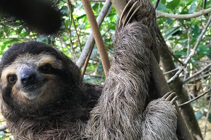 Full-Day Tortuguero Canal and Zipline Adventure from Limón photo 3