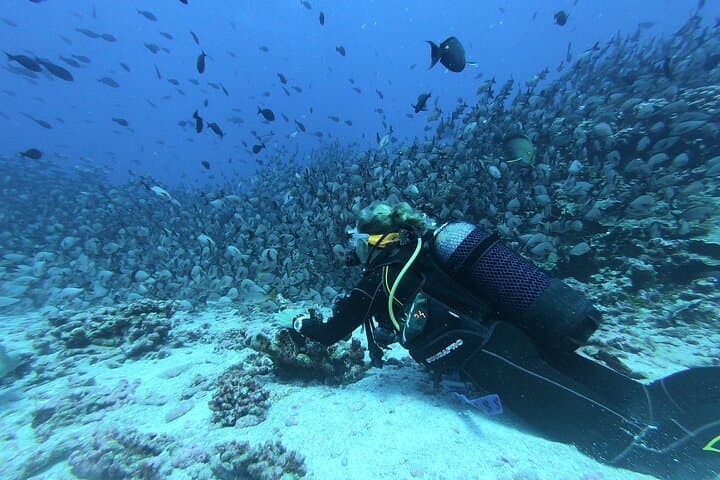 Discover Scuba Diving in Dubai: Beginner-Friendly Arabian Gulf Adventure photo 4