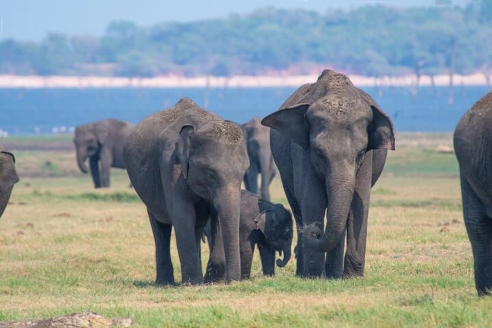 Ride Sri Lanka Motorcycle Tour: 12-Day Ancient Kingdoms to Southern Coast photo 6
