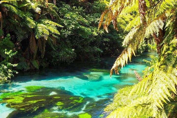 Hobbiton, Blue Springs & Te Aroha Mineral Spa — Full‑Day Private Tour from Auckland photo 6
