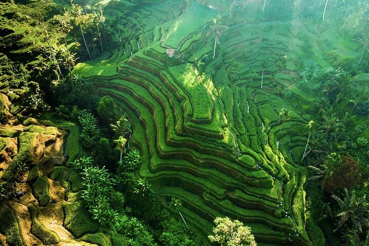 Ubud Day Tour: Temples, Rice Terraces, Monkey Forest & Tegenungan Waterfall