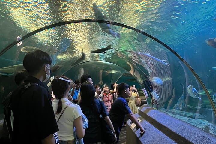 Pattaya Underwater World Aquarium Tickets — 100m Tunnel, Touch Pool & Marine Zones photo 6