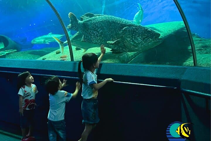 Pattaya Underwater World Aquarium Tickets — 100m Tunnel, Touch Pool & Marine Zones photo 4