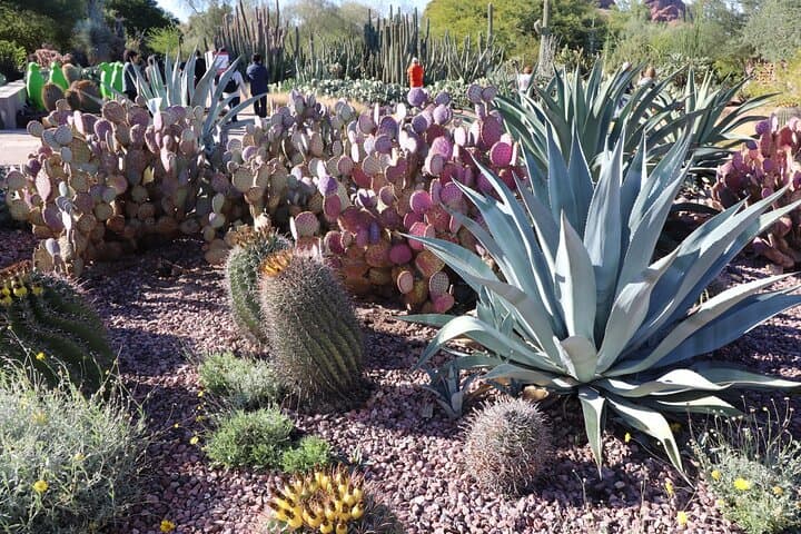 Saguaro National Park & Mount Lemmon Self-Guided Driving Audio Tour Bundle — Tucson Scenic Drives photo 5