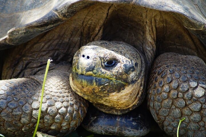 7-Day Galapagos Islands: Santa Cruz, Isabela, Floreana & San Cristóbal Adventure