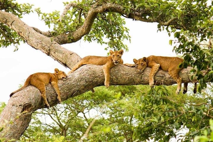 10-Day Uganda Big 5 & Gorilla Safari — Big Wildlife, Close Encounters, Practical Guide photo 2