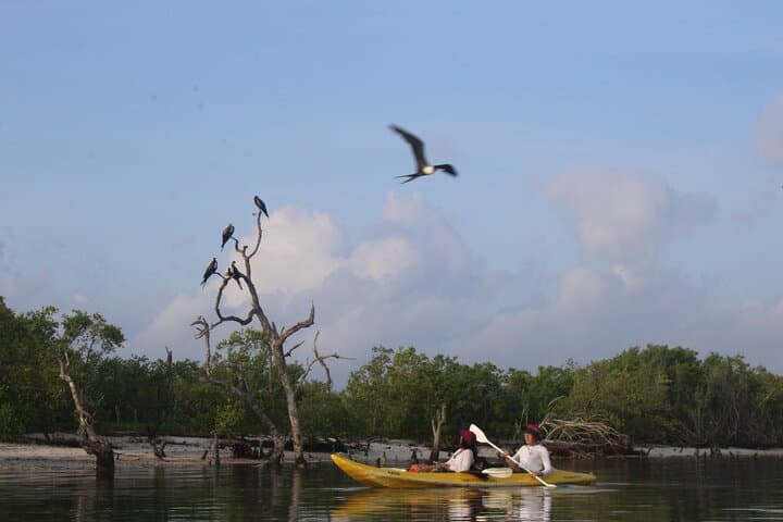 Sunrise Kayak Through Holbox Mangrove Labyrinth: Wildlife & Dawn Colors photo 4