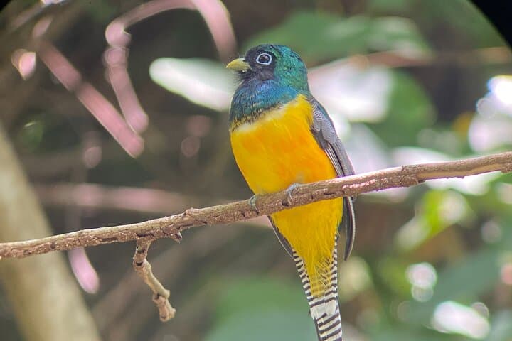 Manuel Antonio National Park guided wildlife walk: sloths, monkeys and coastal trails photo 5
