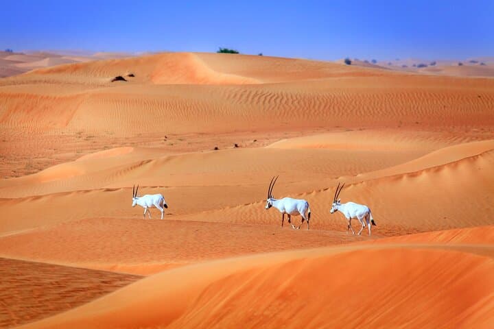 Ride the Red Dunes: Polaris Dune Buggy Adventure in Dubai photo 4