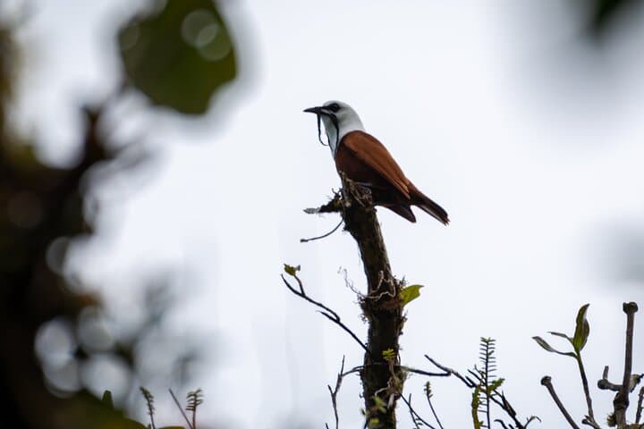 Monteverde Cloud Forest Natural History Walk: Hummingbirds, Quetzal & Mossy Trails