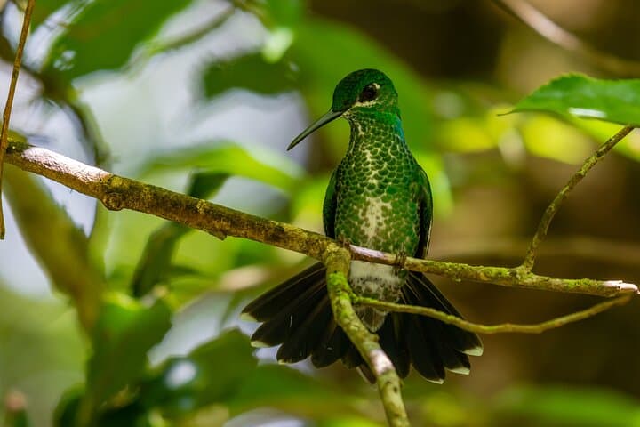 Monteverde Cloud Forest Natural History Walk: Hummingbirds, Quetzal & Mossy Trails photo 2
