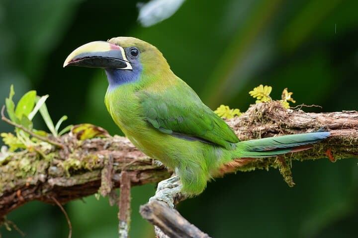 Monteverde Cloud Forest Natural History Walk: Hummingbirds, Quetzal & Mossy Trails photo 3